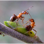 муравей обыкновенный